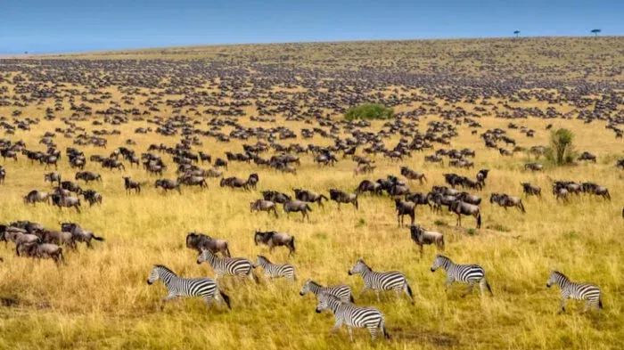 8-Day Amboseli and Tsavo Safari plus Beach Extension