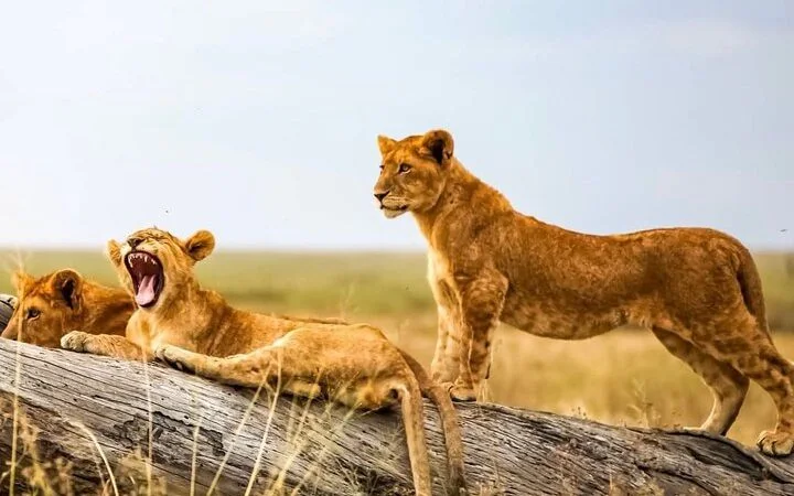 4-Day Murchison Falls National Park & Budongo Tour