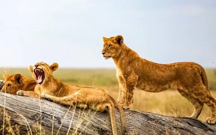 5-Day Uganda Gorilla and Chimpanzee Safari Tour