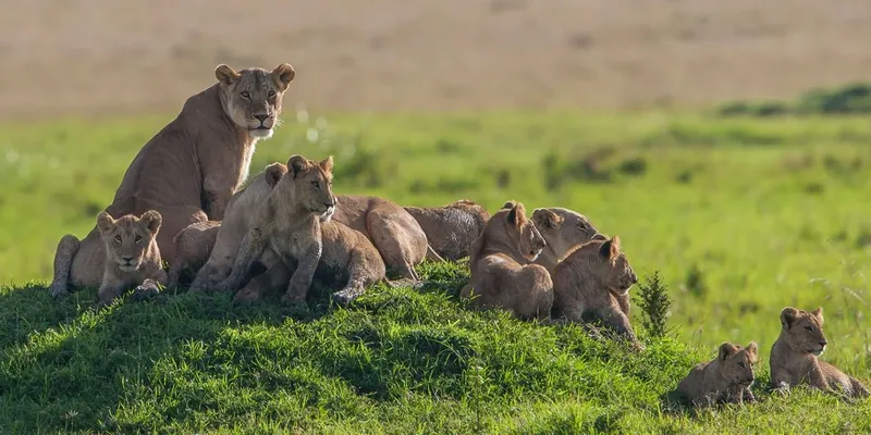 6-Day Masai Mara Honeymoon Safari - Mid Range