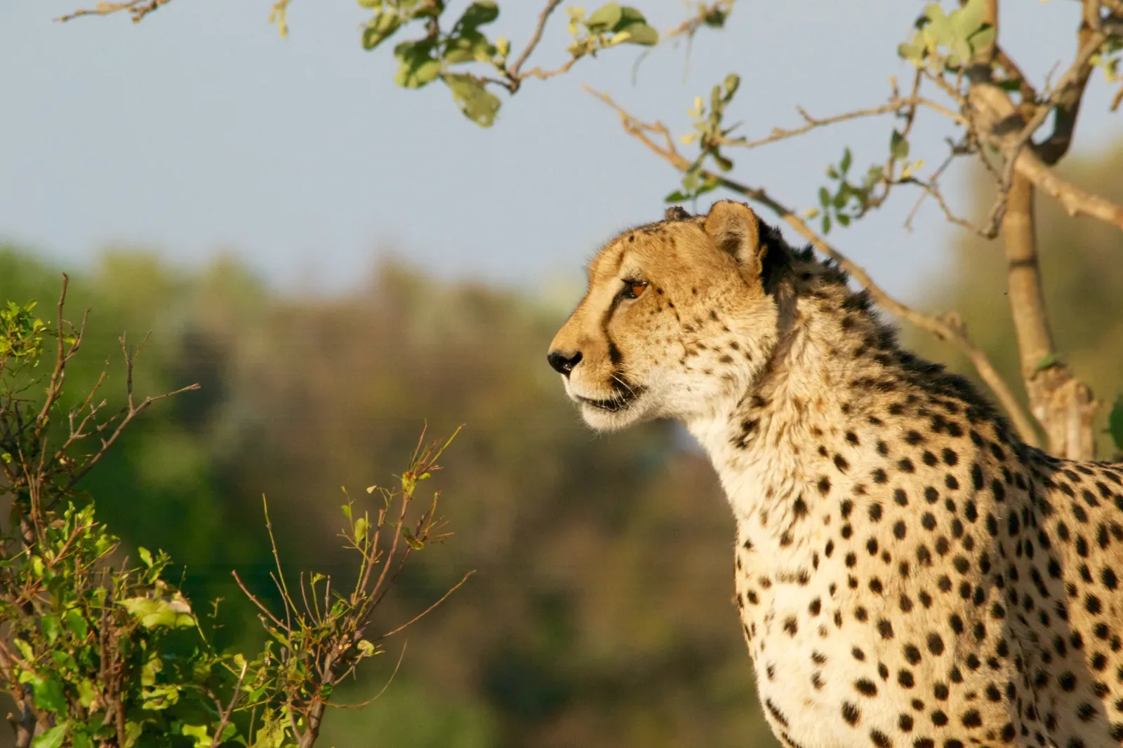 Affordable 3-Day Budget Adventure from Summit Trails - Safari Plain