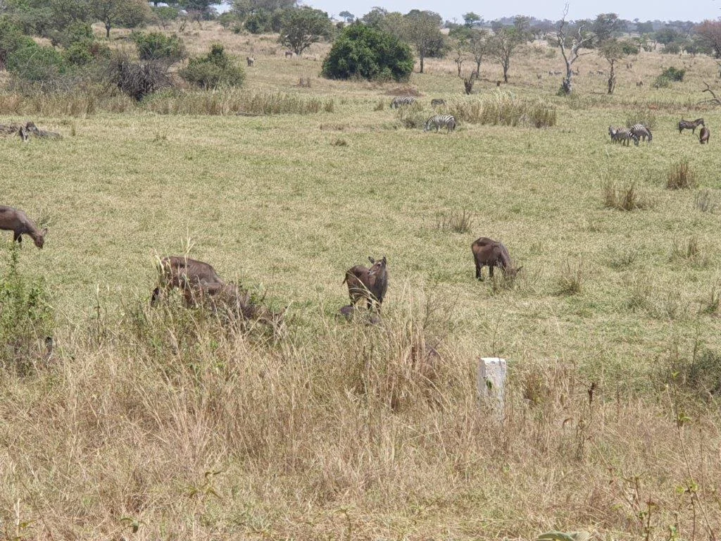 3-Day Fly-in Safari from Zanzibar to Serengeti National Park & Ngorongoro Crater