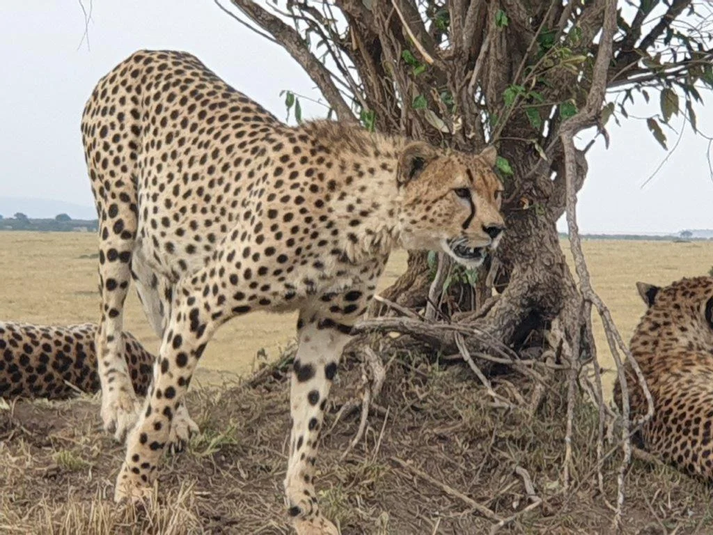 5-Day Sharing Budget Camping Safari