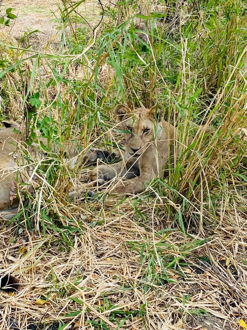 3-Day Mikumi National Park - Luxury Honeymoon Safari