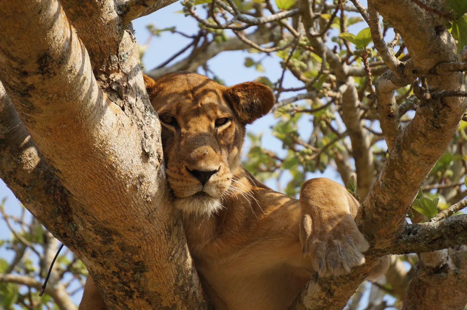 3-Day Saadani NP Sleep Inside the Park + Boat Safari