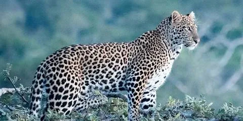 1-Day Akagera Big Five Safari Experience