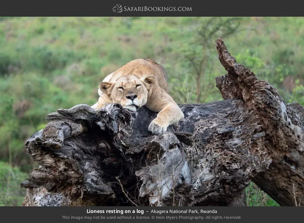 5-Day Rwanda Primates & Big Five Safari  -  Ultimate Wildlife Adventure