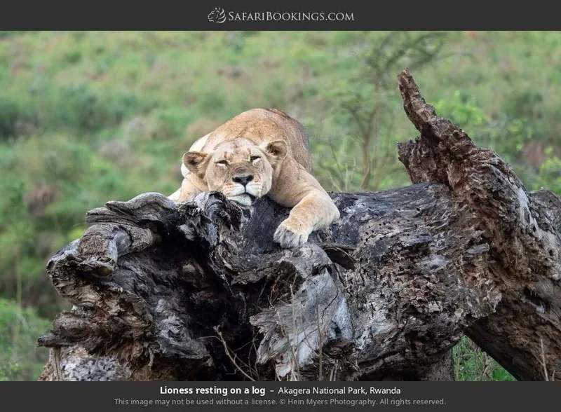 5-Day Rwanda Primates & Big Five Safari  -  Ultimate Wildlife Adventure