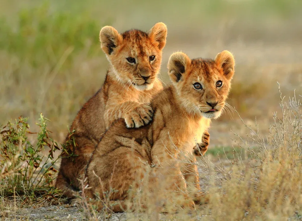 5-Day Luxury Safari Lake Manyara,Tarangire, Serengeti & Ngorongoro Crater