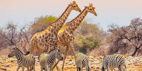 6-Day Ultimate Namibian Fly-In Safari: Wildlife & Wilderness