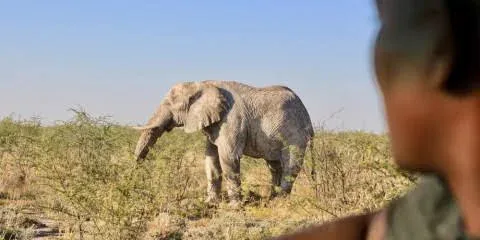 3-Day Etosha Unguided Shuttle Safari: A Relaxed Wildlife Adventure