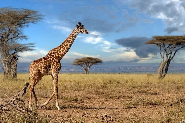 8-Day Unforgettable Serengeti Wildebeests Migration Safari