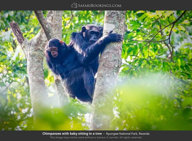 5-Day Nyungwe Chimpanzee Trekking & Rainforest Discovery
