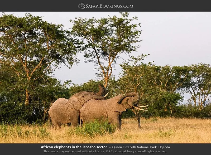 6-Day Rwanda & Uganda Volcanoes, Bwindi, Queen Elizabeth & Kibale Safari