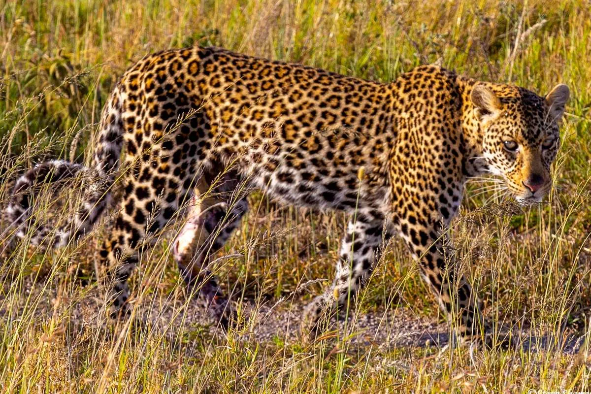 5-Day Luxury Safari All Inclusive Safari Tour