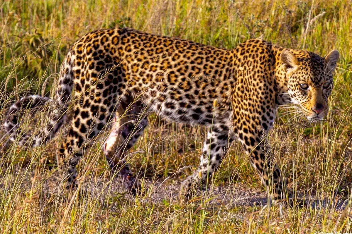 5-Day Luxury Safari All Inclusive Safari Tour