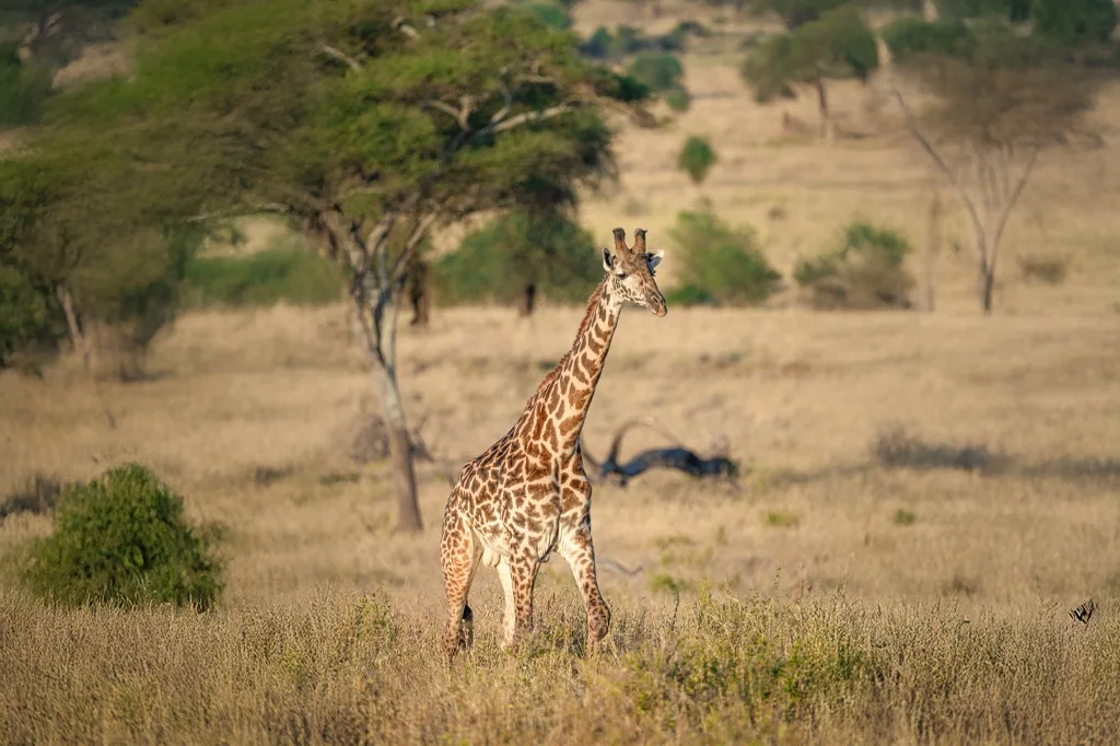 6-Day Eternal Love Honeymoon Tour Na Safari