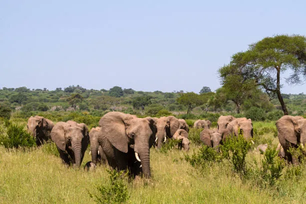 2-Day Tarangire and Ngorongoro Crater Unforgettable Tour