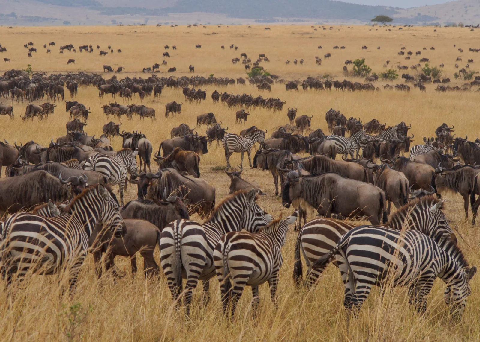 3-Day Queen Elizabeth Wildlife Wilderness Uganda Safari