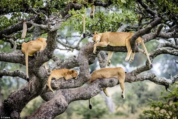 6-Day Tanzania Mid Range Tour