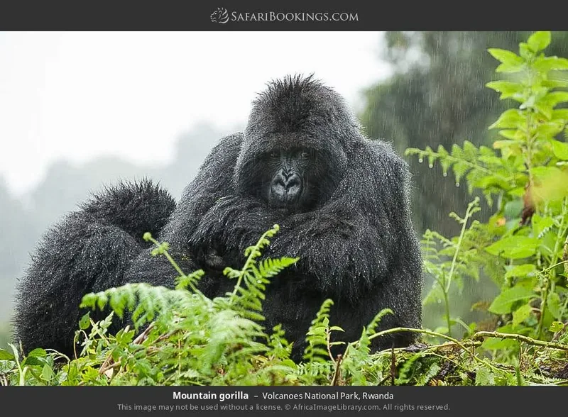 5-Day Rwanda & Uganda Ultimate Gorilla Adventure