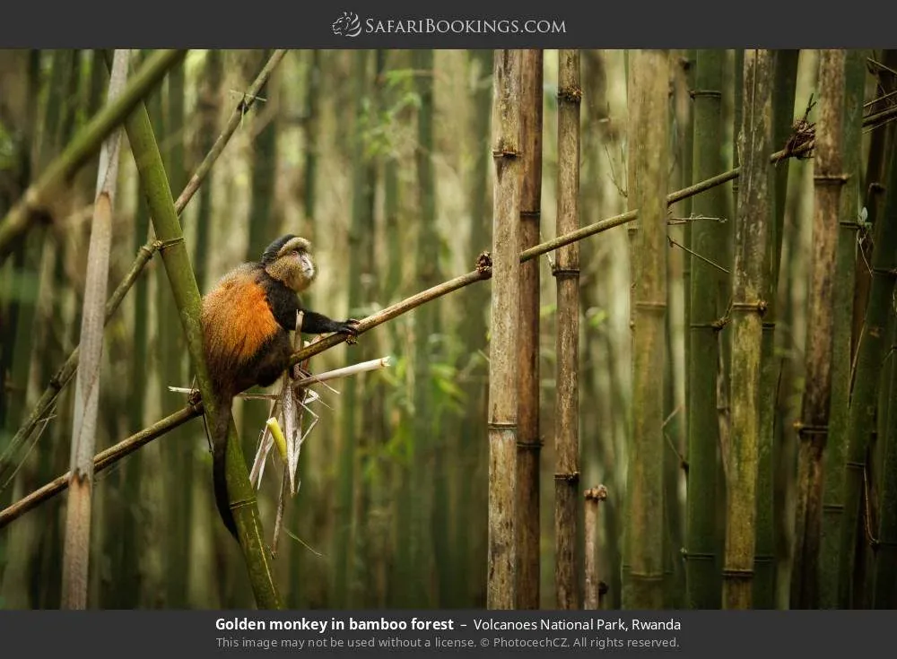 6-Day Rwanda Primate Wildlife Adventure