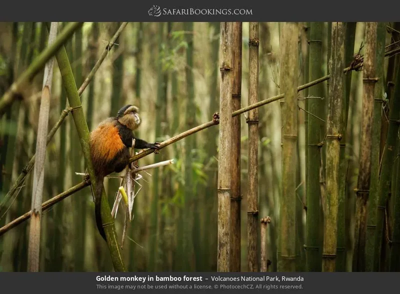 5-Day Luxury Rwanda Escape  -  Gorillas, Wildlife & Scenic Wonders