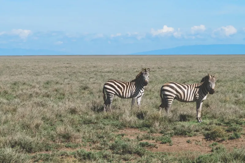 7-Day Of Best Group Joining Safari in Kenya's Parks