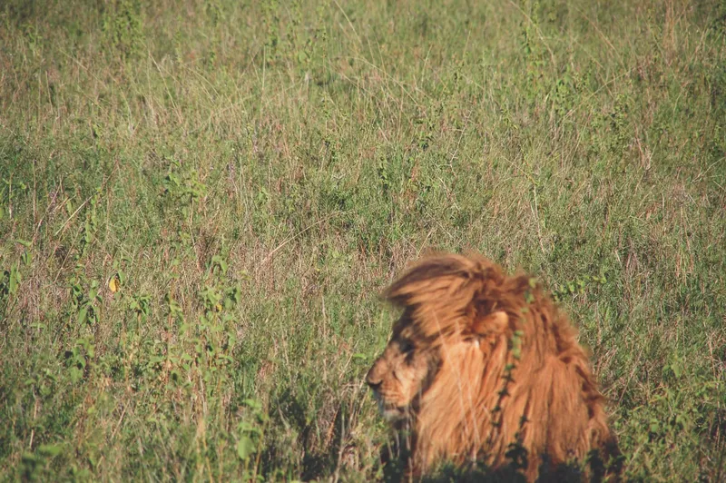 6-Day Let's Go Masai Mara Nakuru and Amboseli in a Group