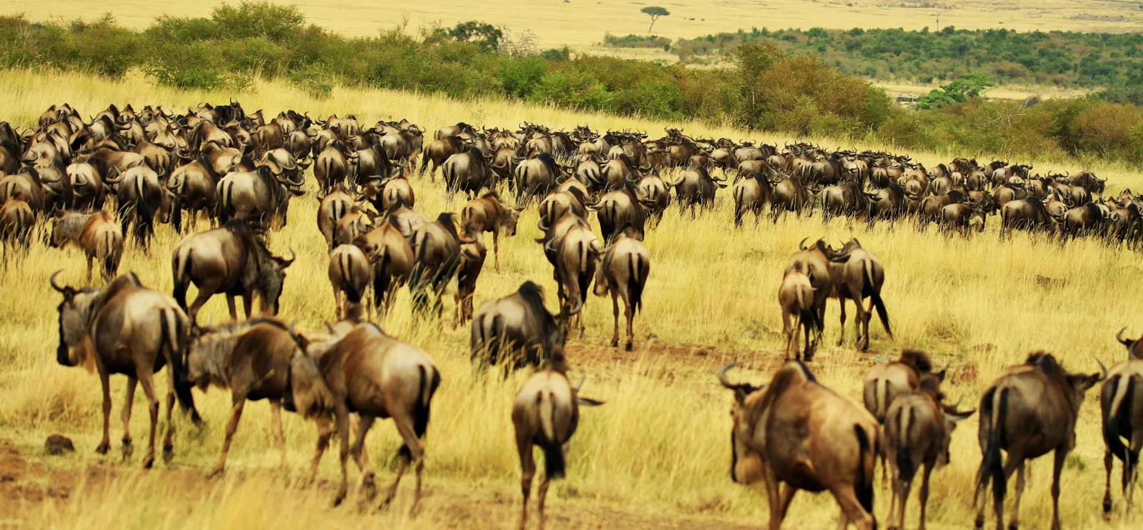 9-Day Tsavo, Amboseli, Riftvalley and Maasai Mara