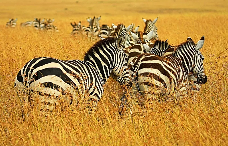 7-Day Masai Mara/Nakuru/Naivasha/Amboseli Budget Safari