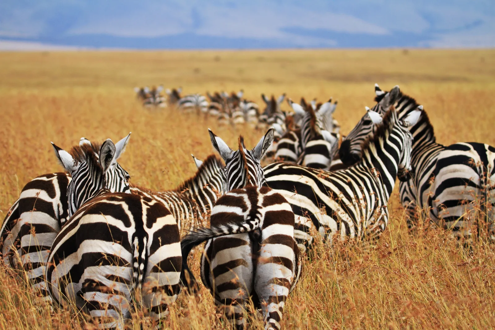 12-Day Private Excellent Safari South Circuit