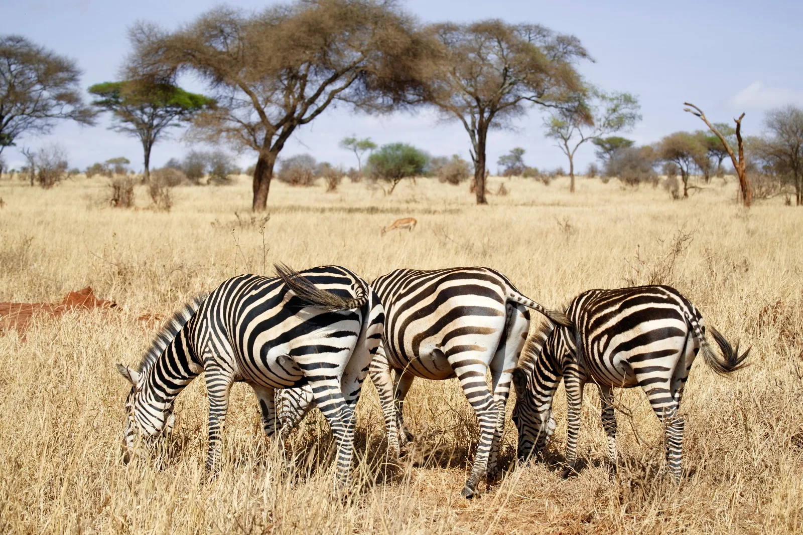 Southern Tanzania Safari Adventure: Mikumi, Udzungwa, and Ruaha National Parks