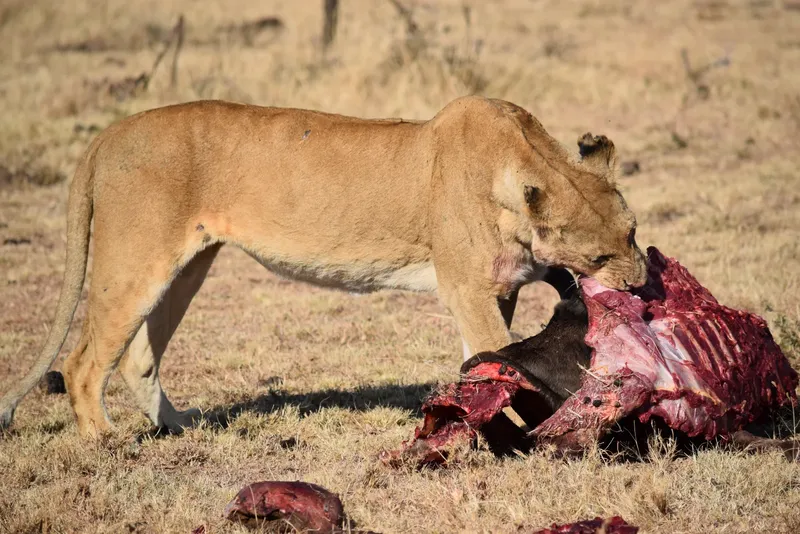 7-Day Wild Kenya Adventure  -  Amboseli, Naivasha & Mara
