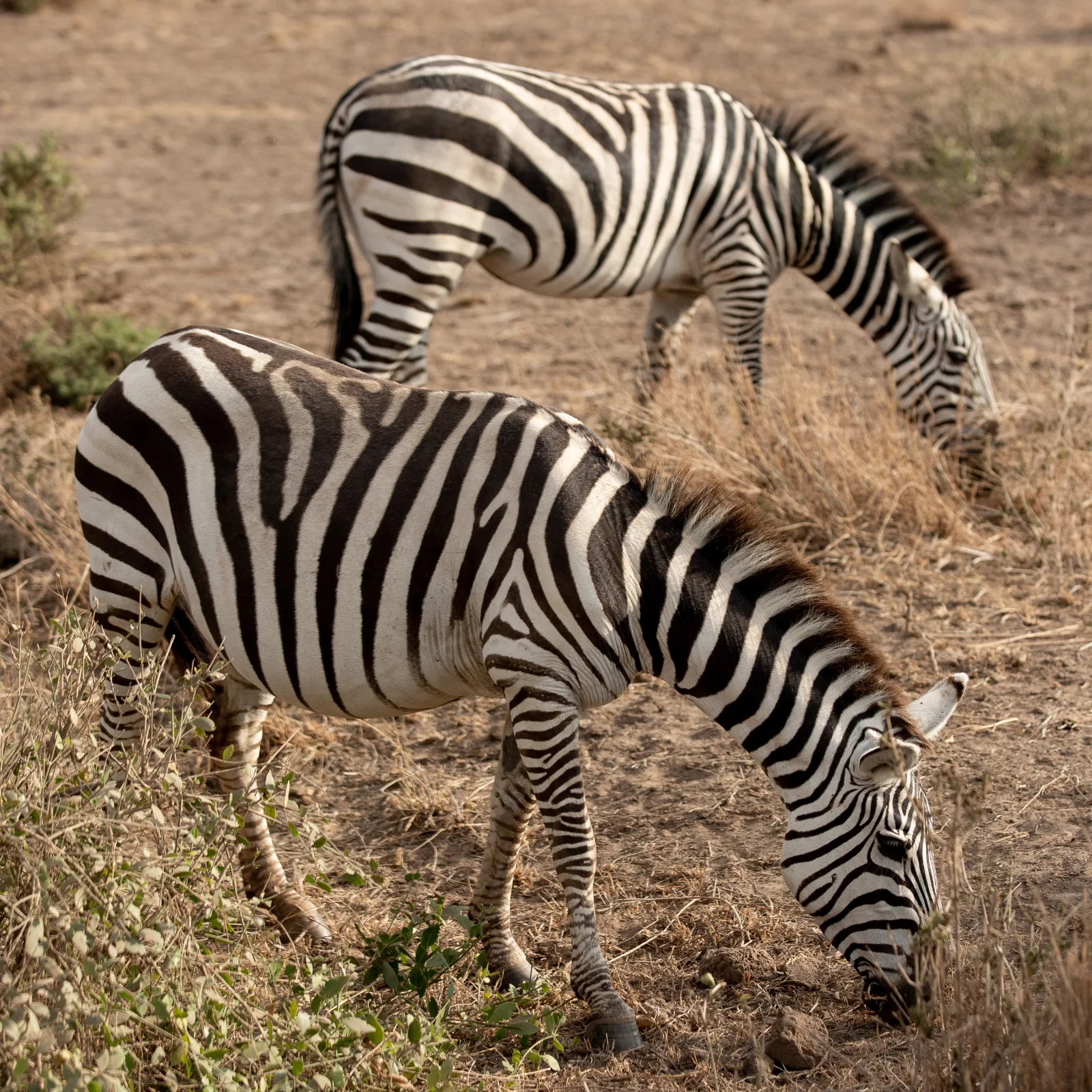 5-Day Luxurious Mara, Nakuru, Naivasha & Hells Gate Tour