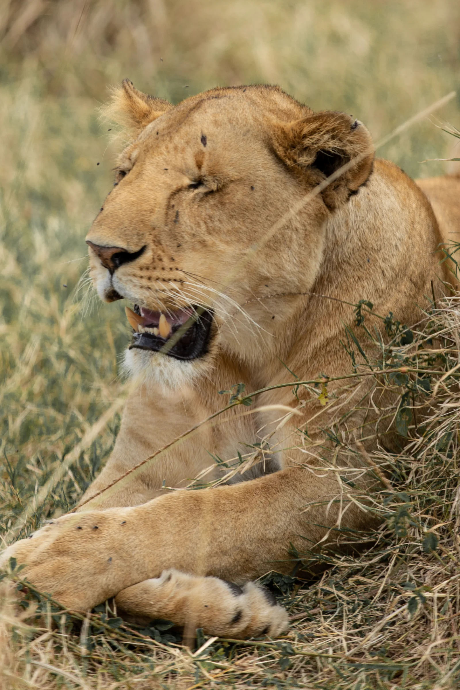 2-Day Saadani Wildlife Safari by the Ocean