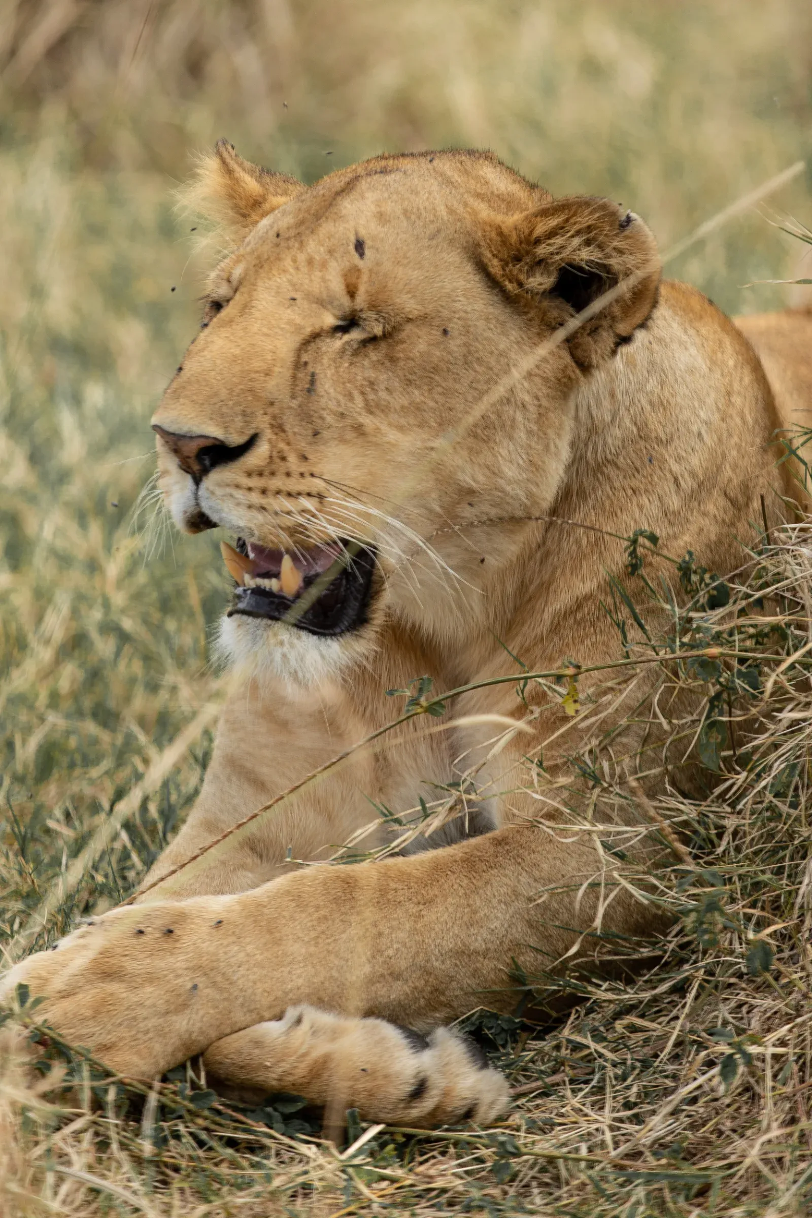2-Day Saadani Wildlife Safari by the Ocean