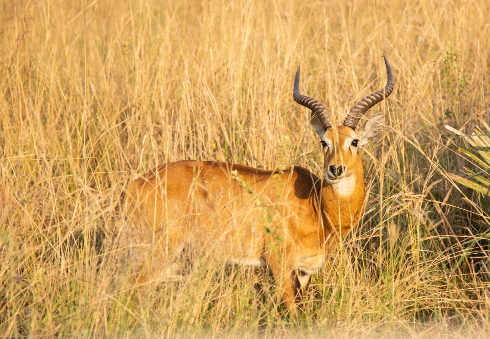 2-Day Tsavo East Safari Adventure from Mombasa