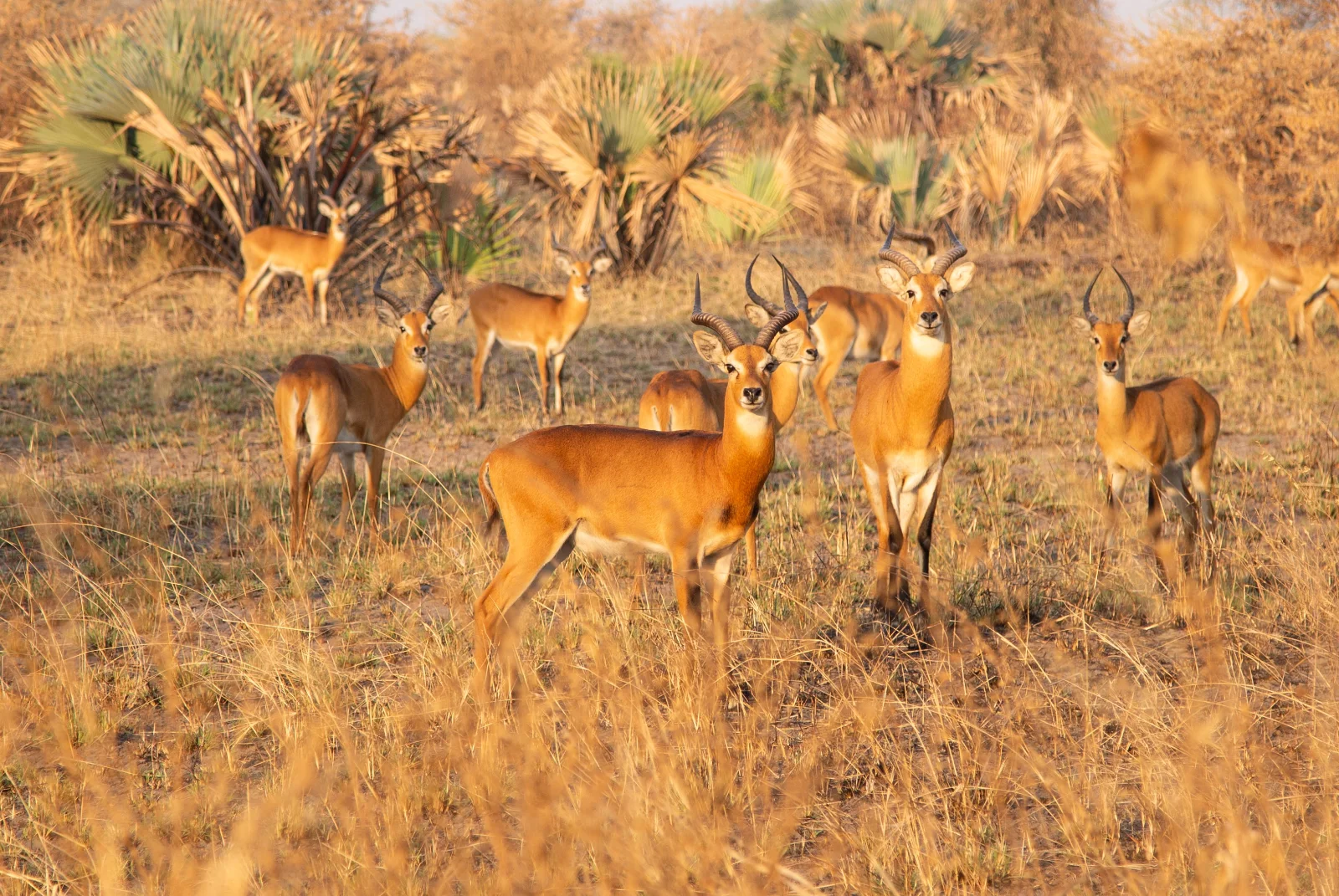 7-Day Family Friendly Midrangesafari for Serenity Lovers