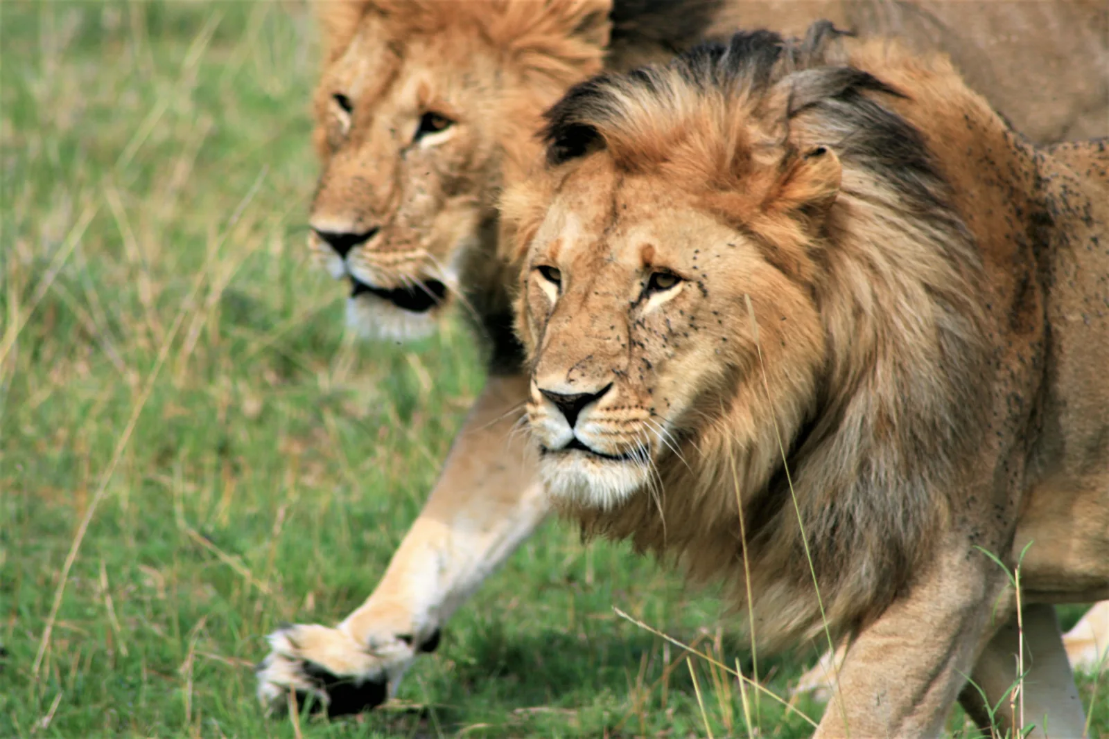 5-Day Mara-Nakuru-Naivasha Budget Safari 4x4 Landcruiser