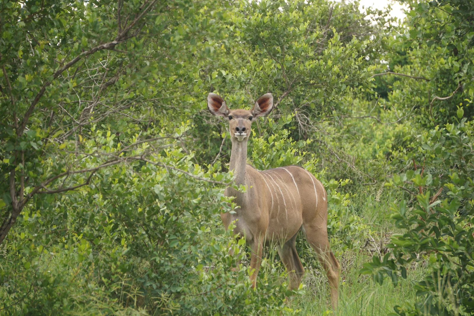 2-Day Ol Pejeta Conservancy