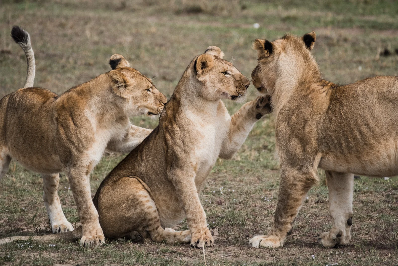 5-Day Awesome Kenya - Luxury