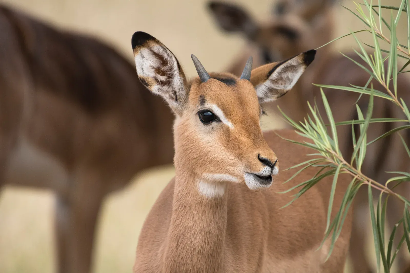 7-Day Exploring Magical Kenya
