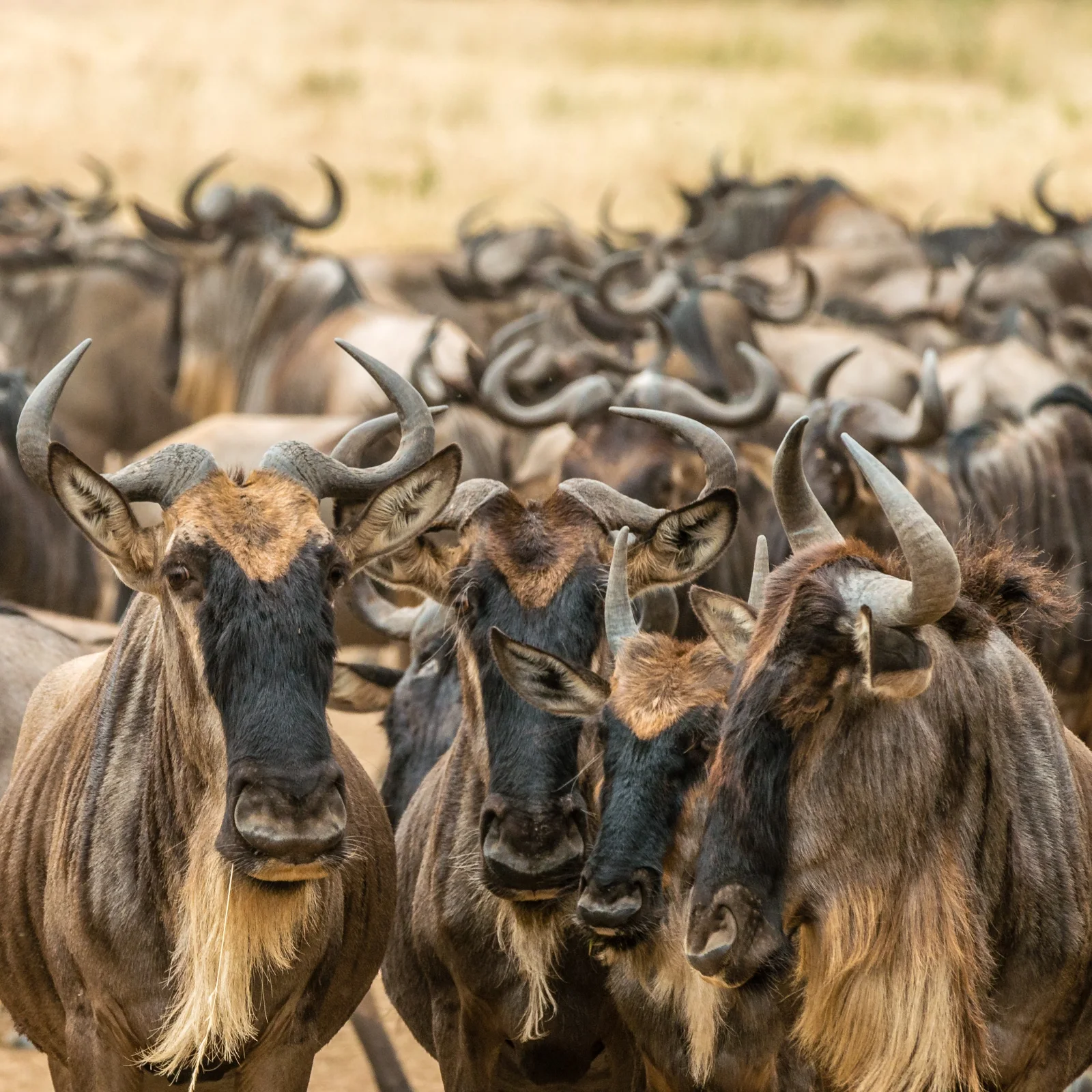 2-Day Amboseli Private Safari