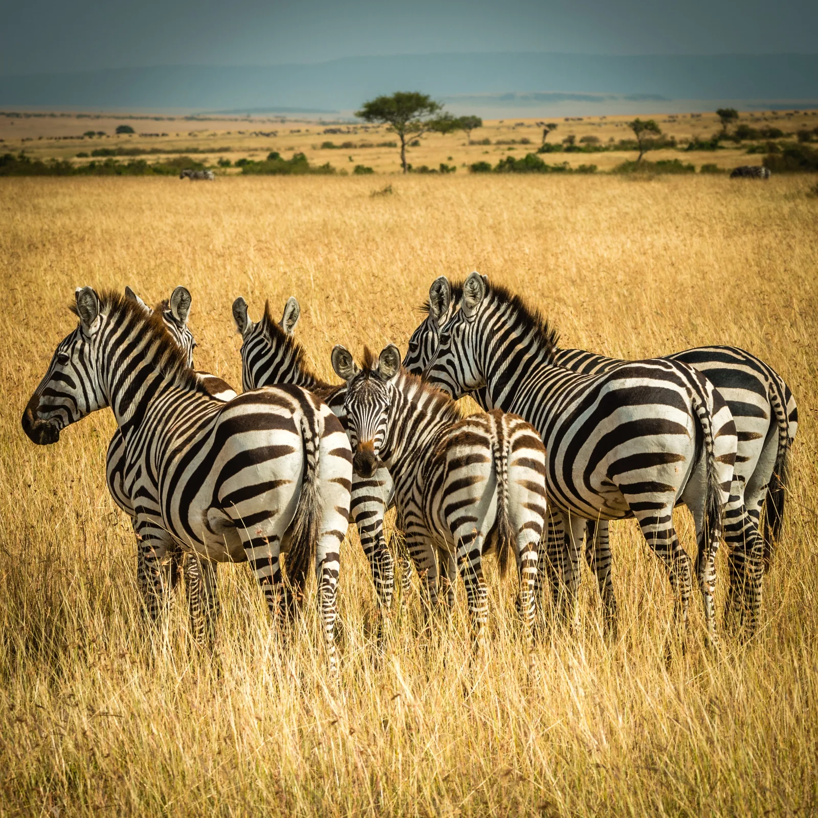 7-Day Luxury Bush (Amboseli & Tsavo) to Beach Vacation