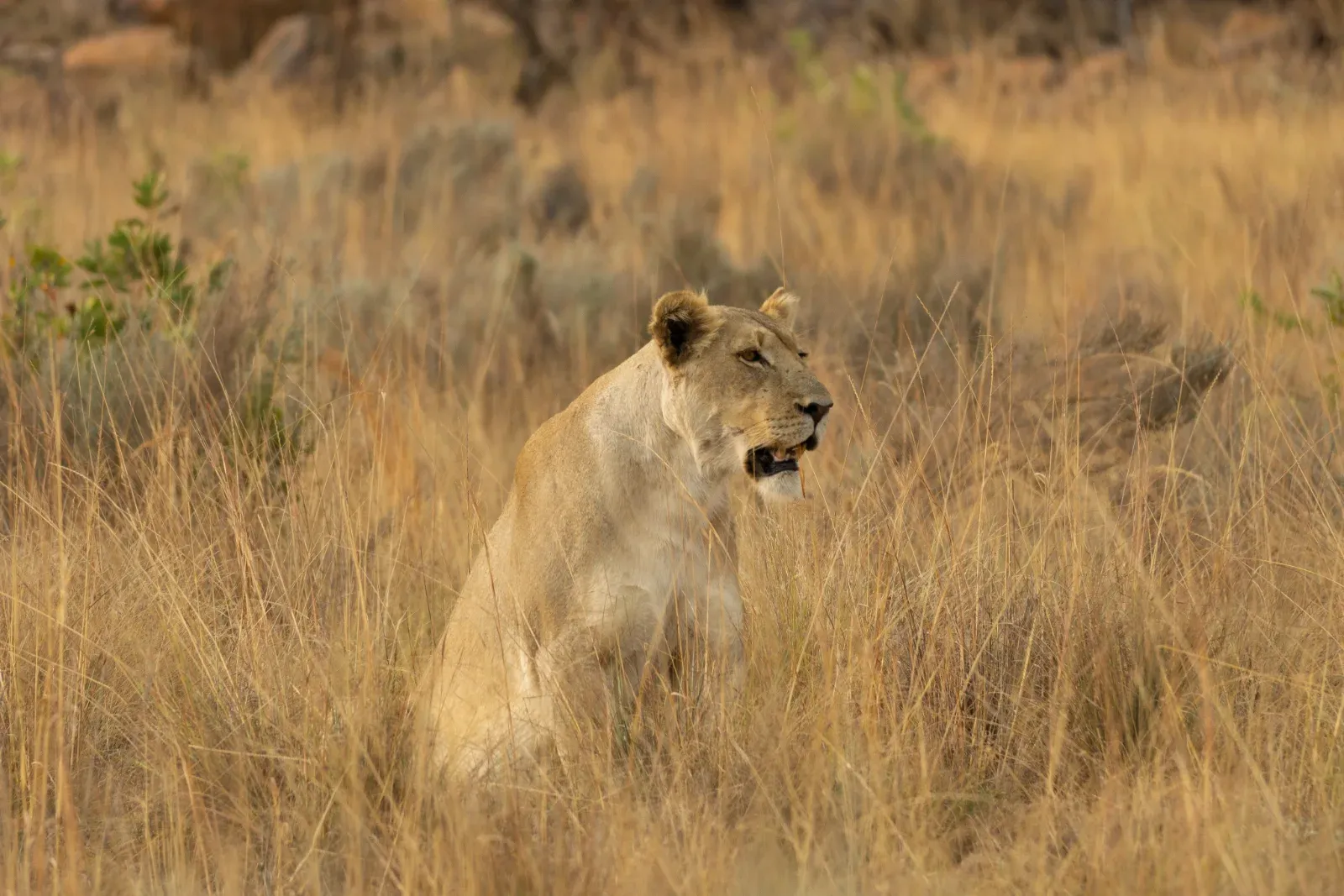 2-Day Tsavo East Safari Combined with Mombasa City Tour