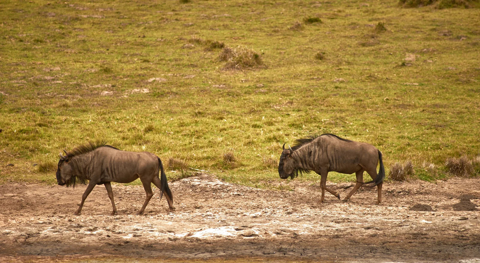 7-Day Wonders of Kenya Family Safari