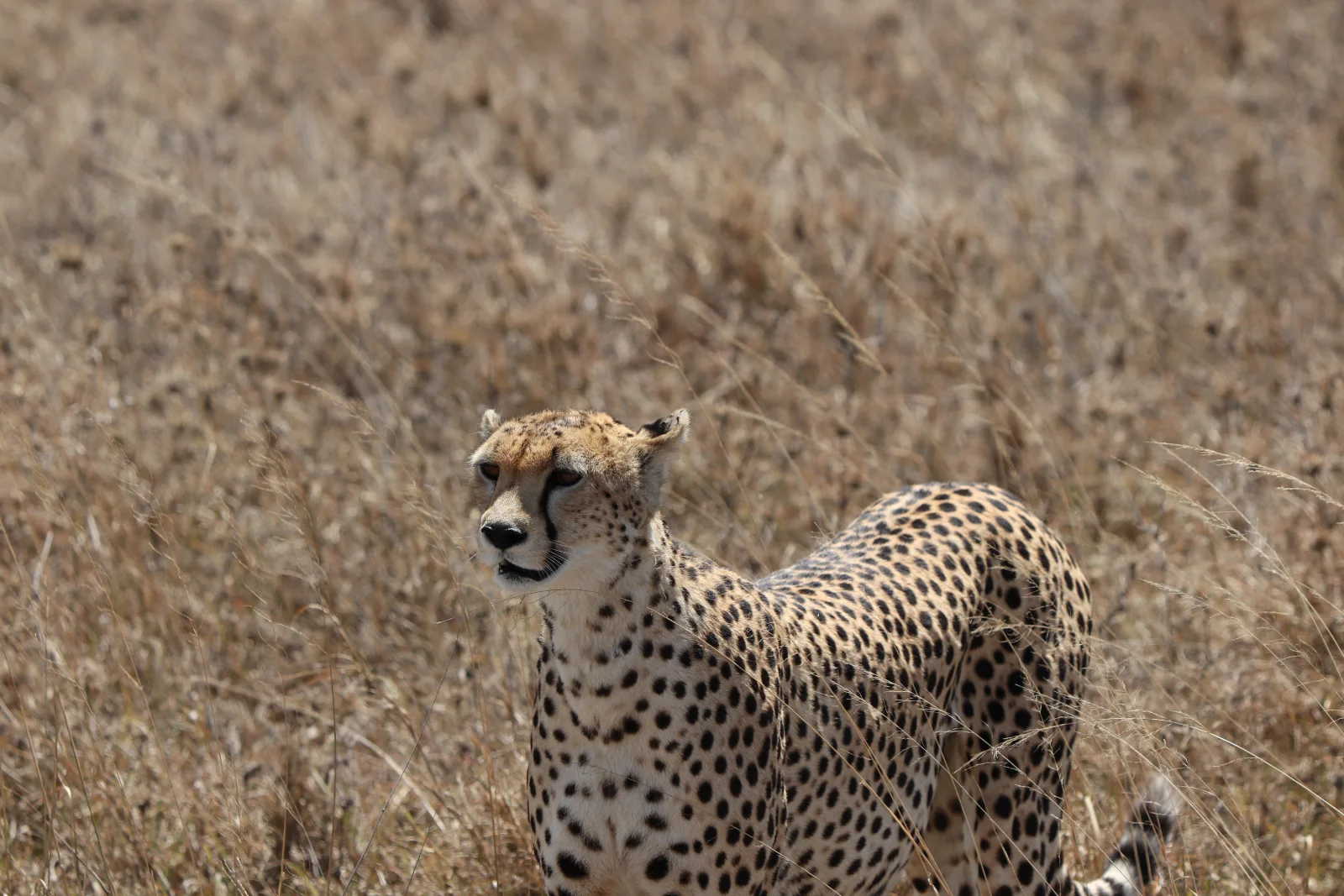1-Day Explore Saadani NP by Jeep from Bagamoyo