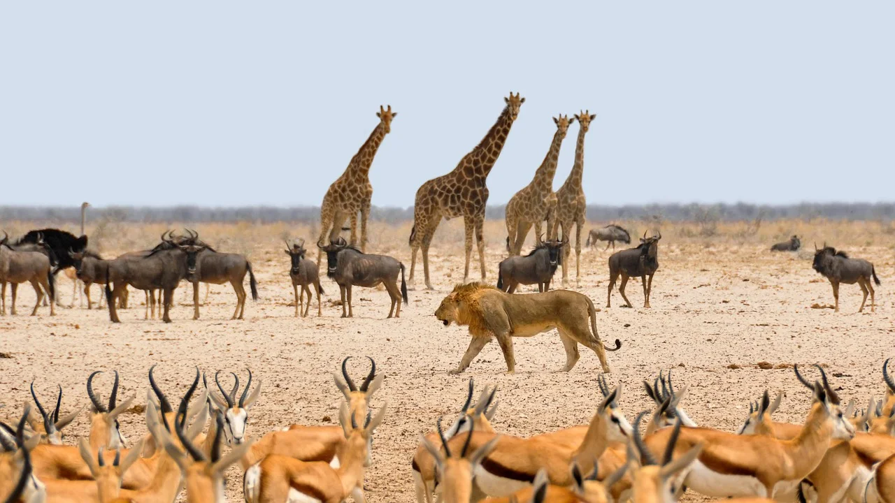 4-Day Gorillas, Kalinzu Chimps Trek and Wildlife Safari
