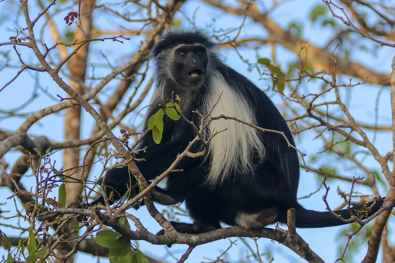 8-Day Safari-Northern Trails & Big Five Encounters
